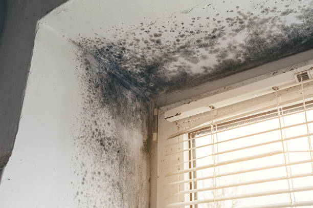 Affordable Basement Mold Removal solutions in Wood Dale, IL