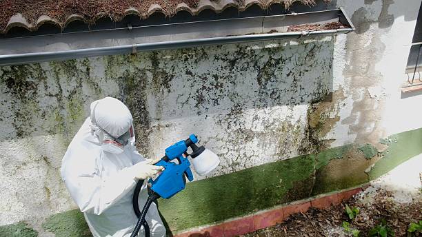 Trusted Mold Inspection service in Wood Dale, IL - Cheap Mold Removal